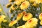 Single hoverfly pollinating a flower in a field of Lollipop Yellow Chrysanthemum flowers in full bloom.