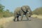 Single Huge African elephant strolling.