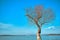 Single and huge dried branches and withered tree in front of the uluabat lake