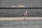 A single huge seagull in istanbul. Seagull looks to passenger ship, selective focus photo