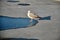 Single and huge seagull on the small puddle