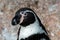 Single humboldt penguin