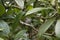 a single hummingbird sitting on a rhododendron branch