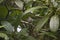 a single hummingbird sitting in a rhododentron tree