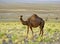 The single hump dromedary camel in desert