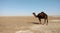 The single hump dromedary camel in desert