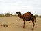 The single hump dromedary camel in desert