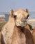 Single hump dromedary Camels