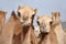 Single hump dromedary Camels