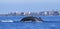 Single Humpback Whale Dives before Maui Coastline