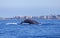 Single Humpback Whale Dives into Ocean in Front of Maui Coastline