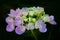 Single Hydrangea Flower Sprouting