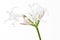 Single Hymenocallis flower isolated on white