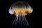 single illuminated jellyfish against a black background