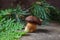 Single Imleria Badia or Boletus badius mushroom commonly known as the bay bolete on vintage wooden background