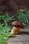Single Imleria Badia or Boletus badius mushroom commonly known as the bay bolete on vintage wooden background