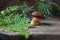 Single Imleria Badia or Boletus badius mushroom commonly known as the bay bolete on vintage wooden background