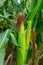 Single immature corn cob in close-up