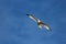 Single immature gull in flight against a blue sky