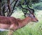 Single Impala Buck Feeding on Green Grass and Trees