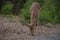 Single impala buck grazing on the dry land.