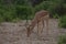 Single impala buck walking throats by tourist.