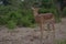 Single impala buck walking towards visitors.