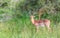 Single impala ram isolated in the bush