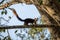 A single indian giant squirrel, walking along branch