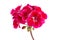 Single inflorescence with red geranium inflorescences isolated on a white background