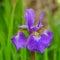 Single iris flower with blure background in the garden