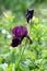 Single Iris flowering perennial plant with blooming dark violet flowers on single long stem planted in local garden