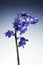 A single isolated beautiful british Bluebell