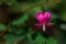 Single isolated Bleeding Heart flower on a stem in a garden