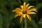 Single isolated blooming yellow perennial coneflower on a sunny bright summer day