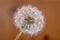 A single isolated dandelion blowball