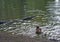 A single isolated Duck swimming on the lake