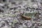 Single isolated grasshopper hopping through stone desert in search of food, grass, leafs and plants as plague with copy space and