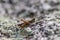 Single isolated grasshopper hopping through stone desert in search of food, grass, leafs and plants as plague with copy space and