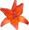 Single isolated lily bright red bloom
