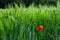 A single isolated lonely red poppy wild flower growing amongst green crops field