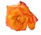 Single isolated orange rose