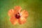 Single isolated orange vintage hibiscus blossom macro on green canvas or paper background