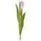 Single isolated pink tulip. EPS 10