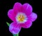 Single isolated pink violet glossy open tulip blossom