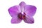 Single isolated of purple violet of phalaenopsis orchid flower white background
