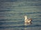 Single isolated seagull bird swimming on the water. Cinematic look of a solitary seagull