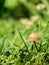 Single isolated small mushroom growing between blades of green grass