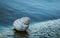 Single isolated snail shell on the shore of a lake