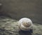 Single isolated snail shell on the shore of a lake